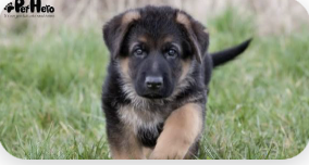 Puppies!
