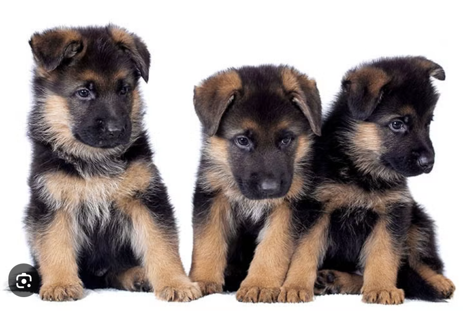 Puppies!